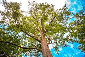 Best Tree Maintenance Programs  in Westphalia, MD