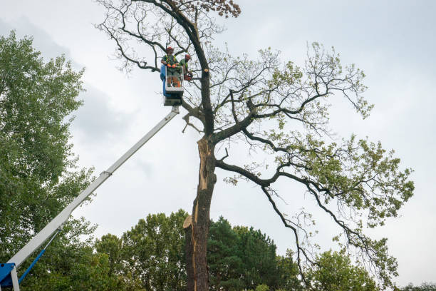 Best Storm Damage Tree Cleanup  in Westphalia, MD