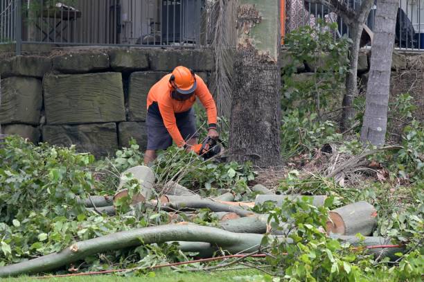 How Our Tree Care Process Works  in  Westphalia, MD