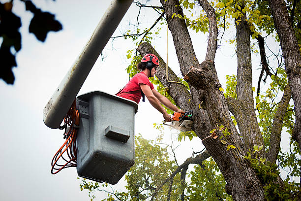 Best Palm Tree Trimming  in Westphalia, MD