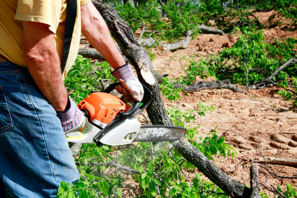 Best Tree Removal  in Westphalia, MD